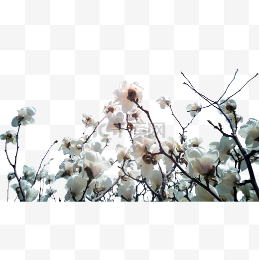 春季花开系列之白色玉兰花图片