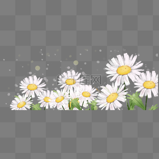 春季植物花卉白雏菊图片