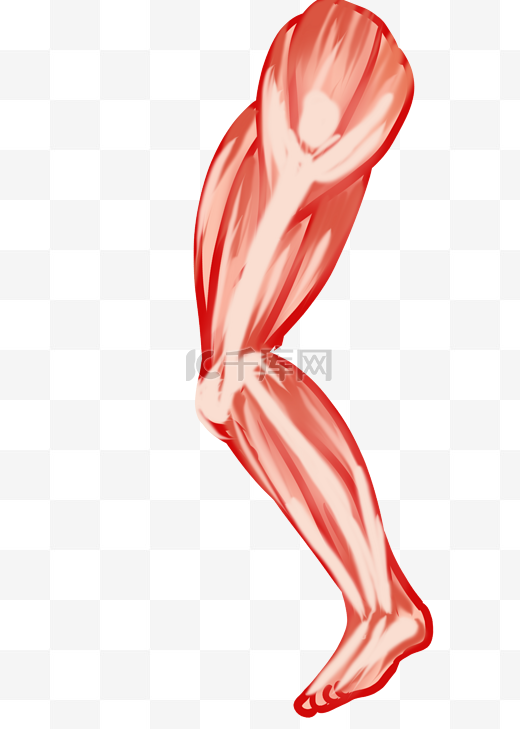 健美身材腿部肌肉图片
