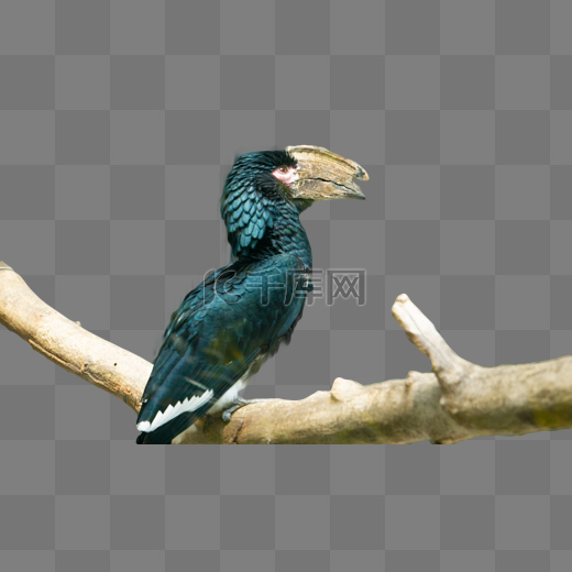 尖嘴犀鸟鸟禽类鹦鹉图片
