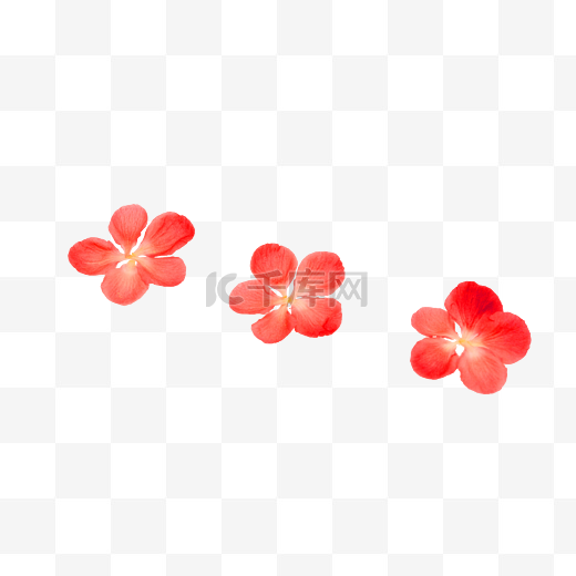红梅腊梅梅花花瓣图片