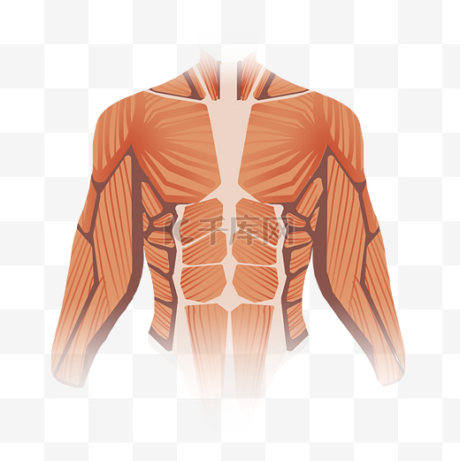 人体腹肌肌肉结构图片
