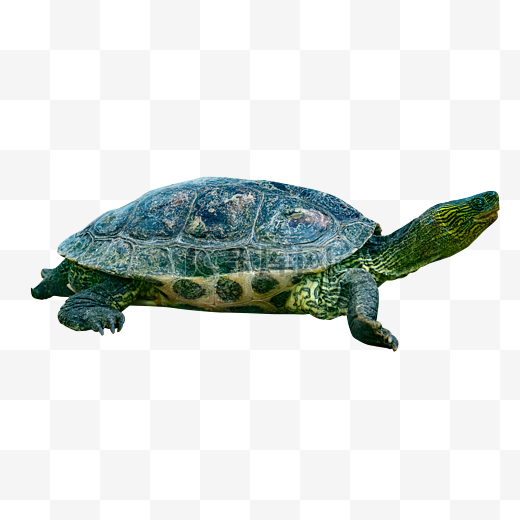 绿色乌龟花龟图片