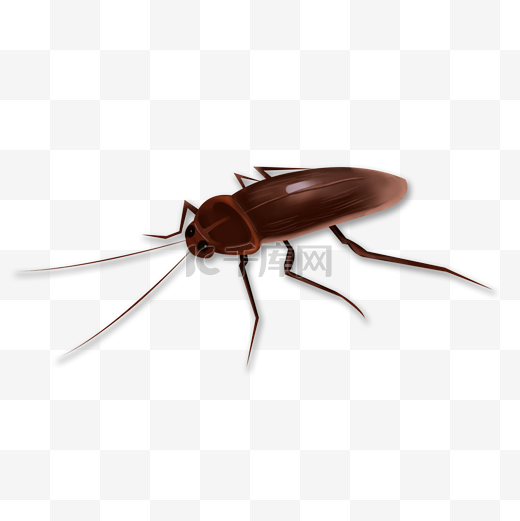 蟑螂昆虫害虫图片