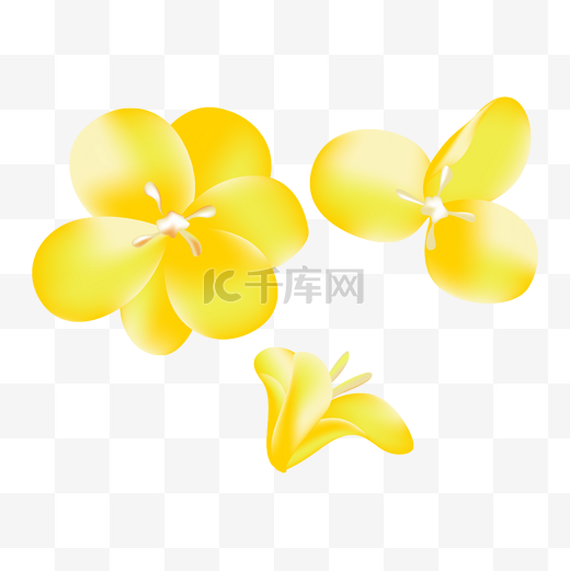 黄色迎春花花瓣光感图片