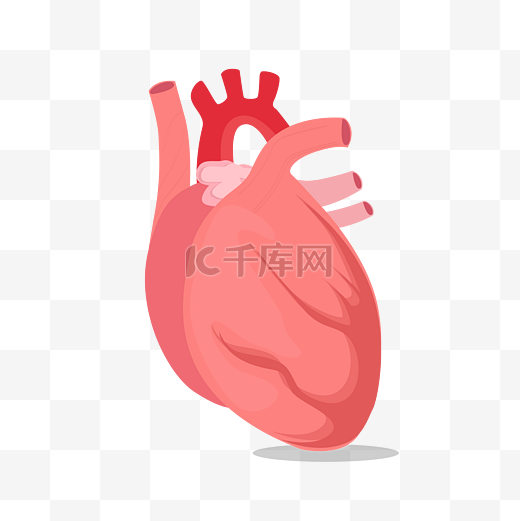矢量心脏人体器官图片