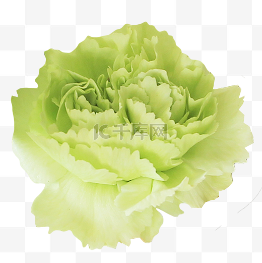 淡绿色玫瑰花花朵图片
