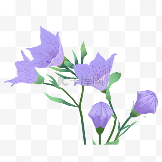 紫色花朵鲜花图片