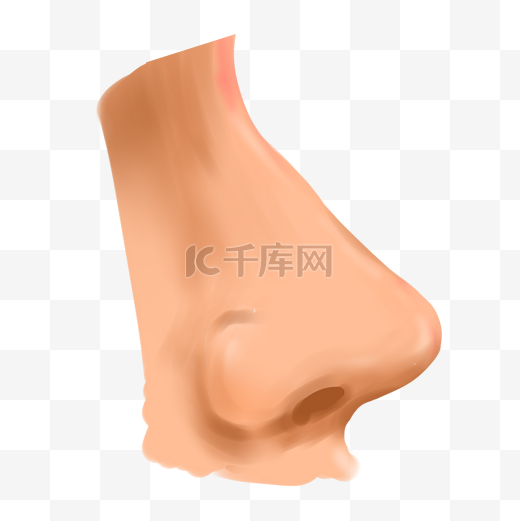 五官器官鼻子图片