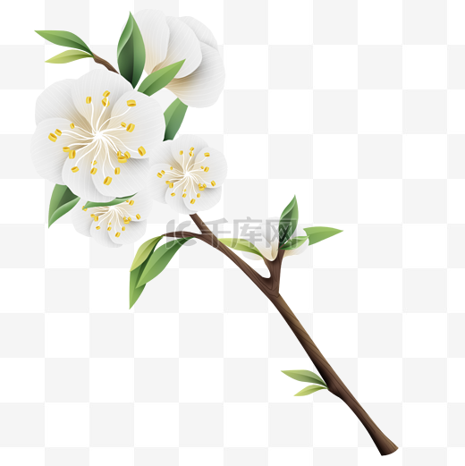 春季春天四季鲜花杏花杏树植物花朵大自然图片