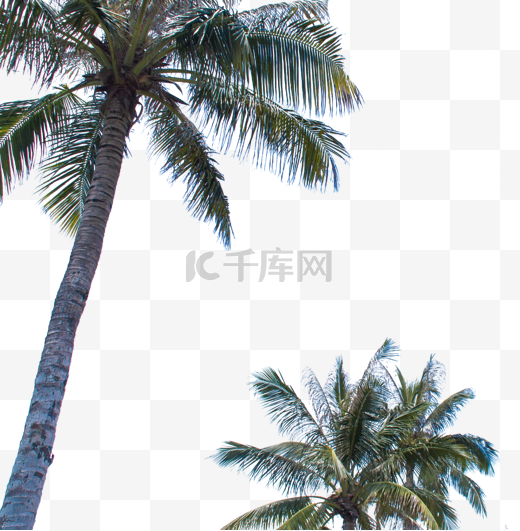 椰子树椰树图片