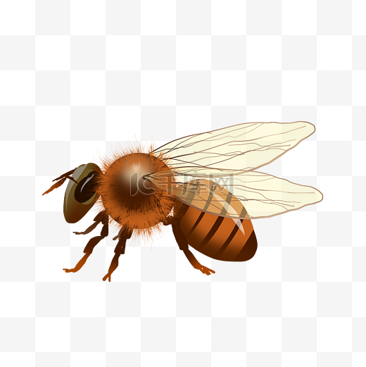 蜂蜜黄蜂图片