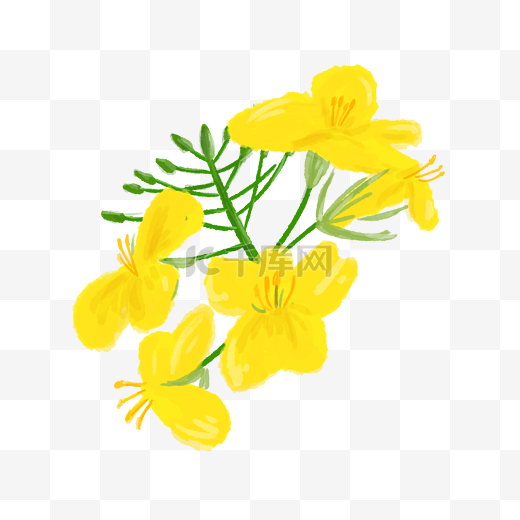 手绘黄色春天油菜花图片