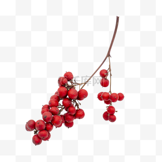 干花圣诞冬青果红色果子装饰物品图片