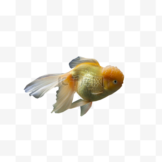 金鱼热带鱼观赏鱼招财鱼图片