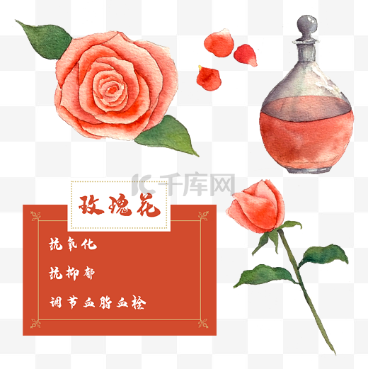 玫瑰精油花类中草药水彩植物花卉图片