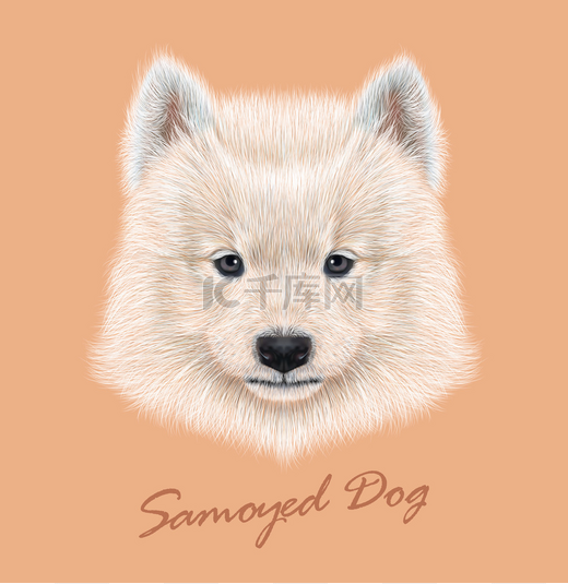 萨莫耶德狗动物可爱的脸。向量可爱的白色 eskimo spitz Samoyed 小狗头画像。纯种的年轻快乐西伯利亚的逼真的毛皮肖像采样狗隔离在桃子背景.图片