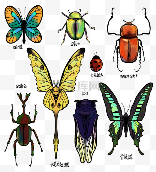 昆虫自然科普套图写实插画图片