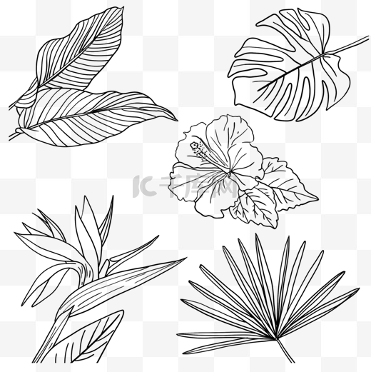 热带植物花卉叶子线稿天堂鸟木槿龟背竹叶棕榈扇叶图片
