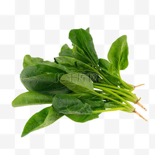 新鲜青菜菠菜图片
