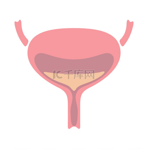 膀胱内部器官示意图人体解剖学医疗保健和医学教育图标膀胱内部器官示意图人体解剖学健康护理和医疗图标图片