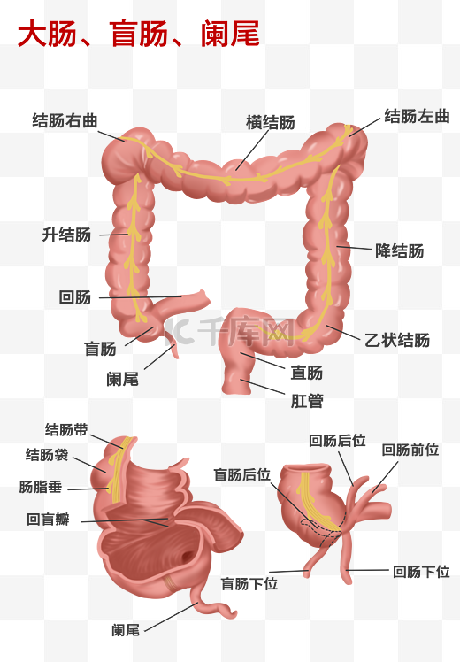 医疗人体组织器官大肠盲肠阑尾局部示意图图片