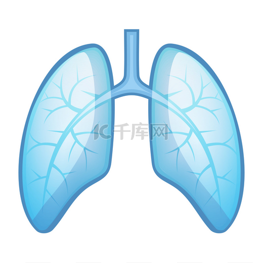 人类健康的肺和支气管图片
