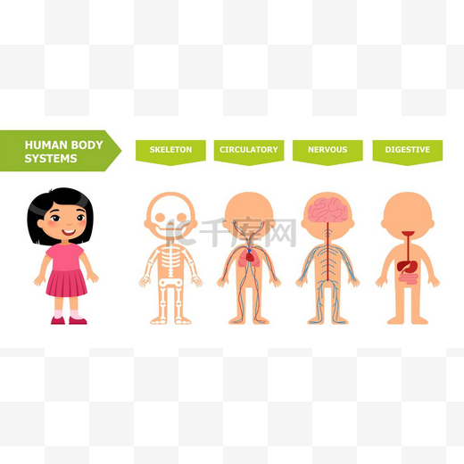 人体的结构--儿童解剖。系统: 骨骼, 循环, 紧张, 消化。动画片向量例证。教学辅助卡。用于动画、应用程序、打印.图片