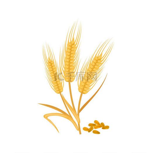金色的麦穗分离出谷物矢量大麦或麦芽黑麦穗面包面粉成分穗状花序小麦穗粒分离大麦图片