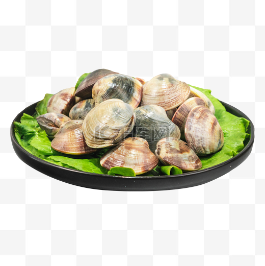 海产品蛤蜊花蛤图片
