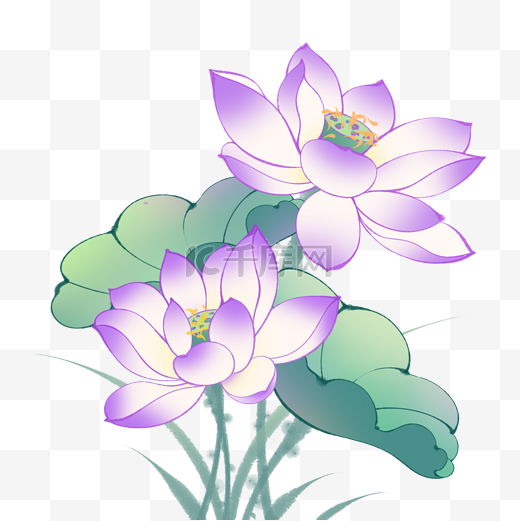 春日夏初中国风典雅紫色荷花花卉植物图片