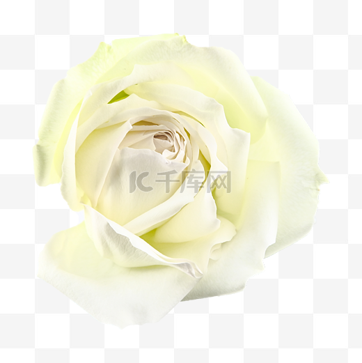 脆弱鲜花白玫瑰图片