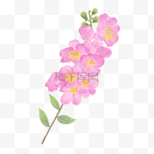 紫薇花树水彩风格花卉图片