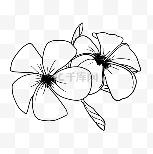 两朵小花线稿热带植物花卉图片