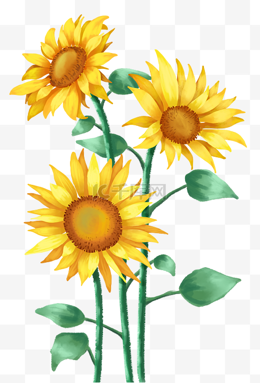 花朵向日葵太阳花植物图片