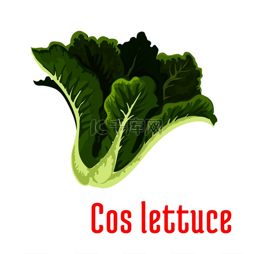 新鲜的生菜图标配上一束绿叶的莴苣有机农业素食沙拉配方食品包装设计新鲜的绿色生菜图标卡通风格图片