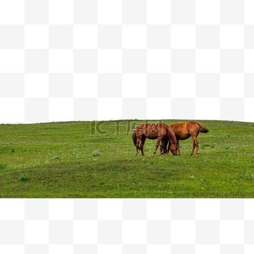 二龙什台马匹草原夏季图片