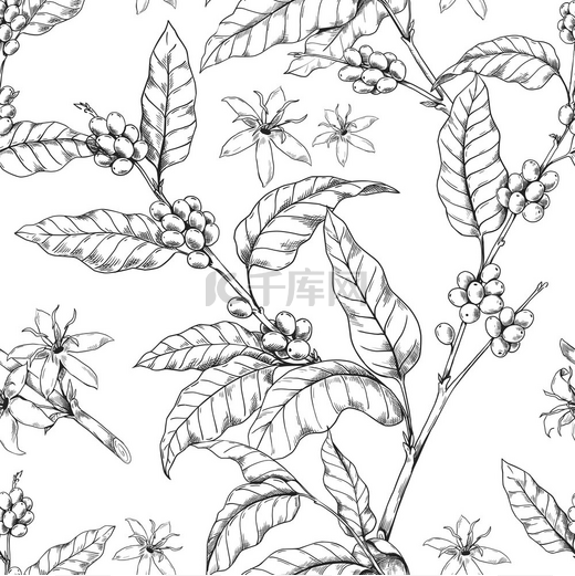 咖啡枝图案手工绘制的阿拉比卡树叶和花朵的无缝印花咖啡因饮料的烤种子植物枝条草图意式浓缩咖啡豆的矢量雕刻纹理咖啡枝图案手绘无缝印花图片