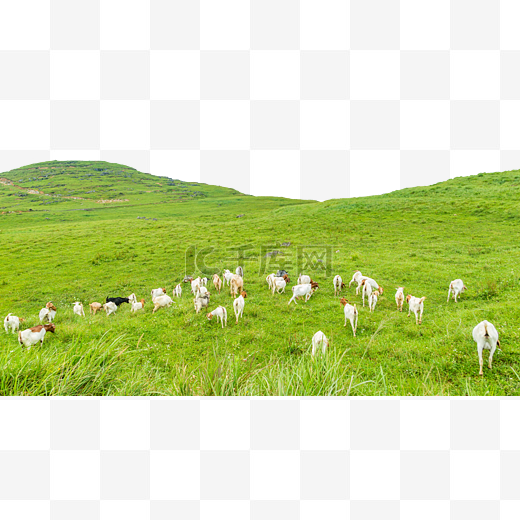 山头羊群草原图片