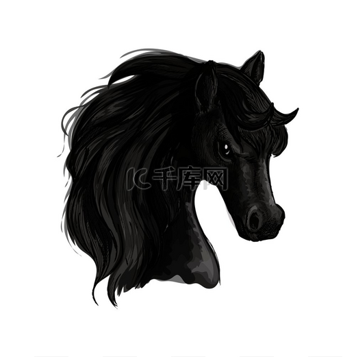 马头铅笔素描肖像媒介隔离的黑色种马白色背景上有鬃毛黑马头像素描图片
