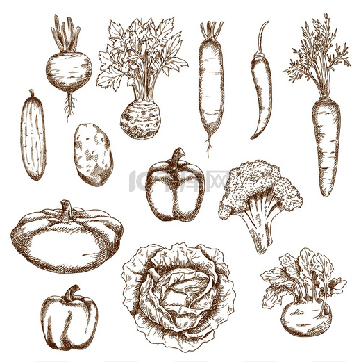素描卷心菜、辣椒和甜椒、胡萝卜、土豆、西兰花、黄瓜、甜菜、大头菜、芹菜、萝卜、pattypan 南瓜的蔬菜图标。图片