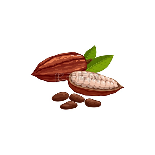 巴西或印度尼西亚果实分离图标的干燥和发酵种子撕裂阶段的可可豆荚矢量咖啡豆巧克力可可豆超级食品健康有机食品绿叶巴西可可豆成熟的分离荚超级食品图片