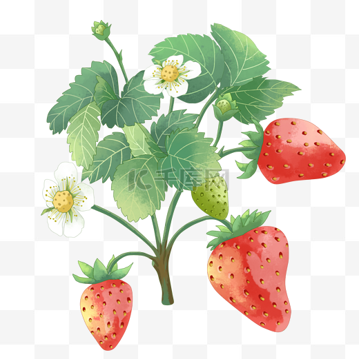 草莓园新鲜草莓图片