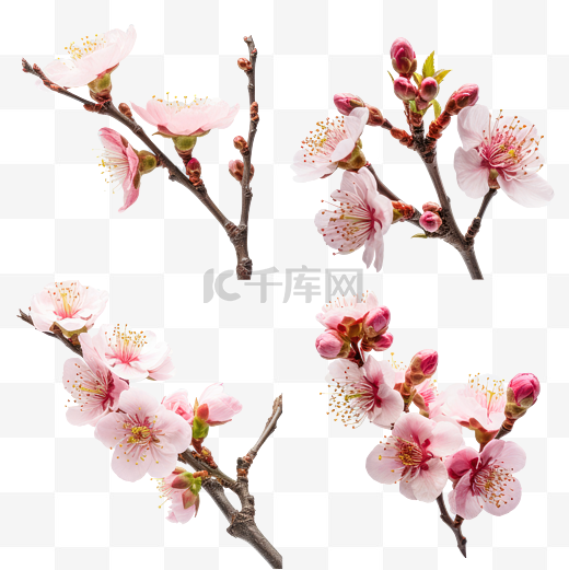 春天春季高清免扣花卉摄影樱花桃花设计素材图片