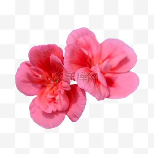 天竺葵粉色花盆栽植物图片