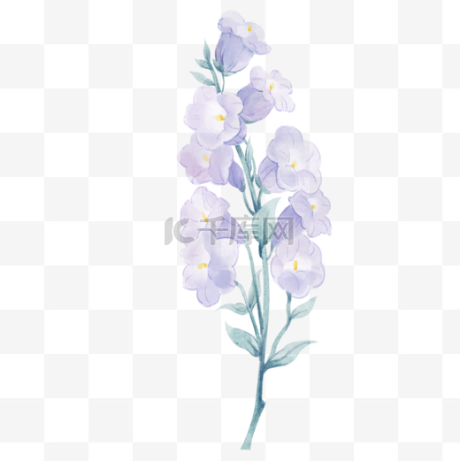 水彩鲜花紫风铃图片