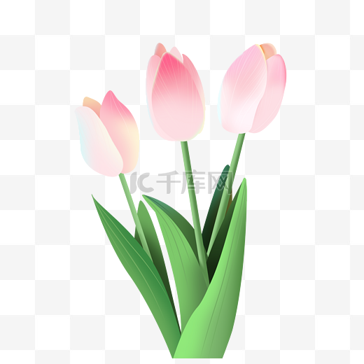 郁金香春天植物花束浪漫花朵手绘插画图片