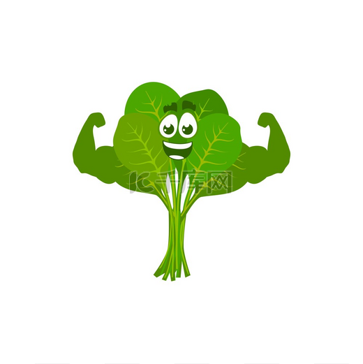 卡通菠菜运动员展示力量，矢量有趣的绿色蔬菜展示肌肉。图片