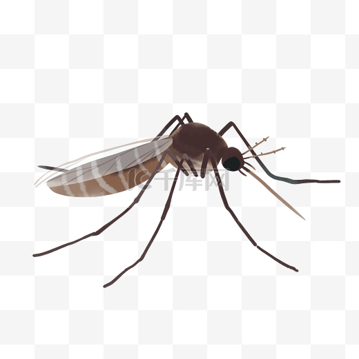 昆虫害虫蚊子图片
