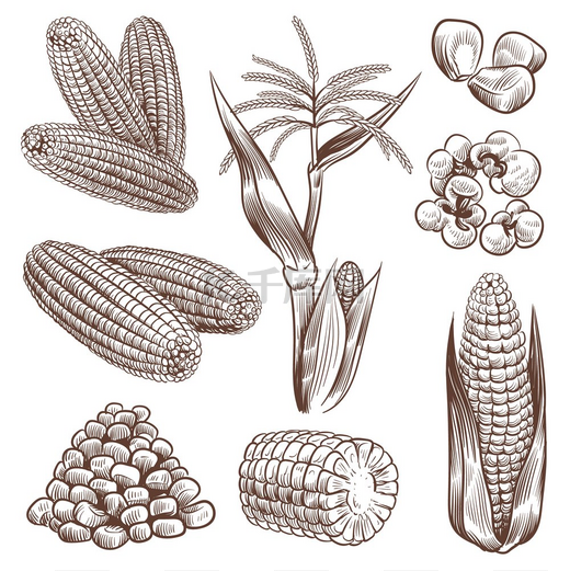 绘制玉米手绘复古谷物植物农业玉米健康玉米芯和谷物快餐包装爆米花菜单矢量雕刻套装绘制玉米手绘复古谷物植物农业玉米玉米芯和谷物图片